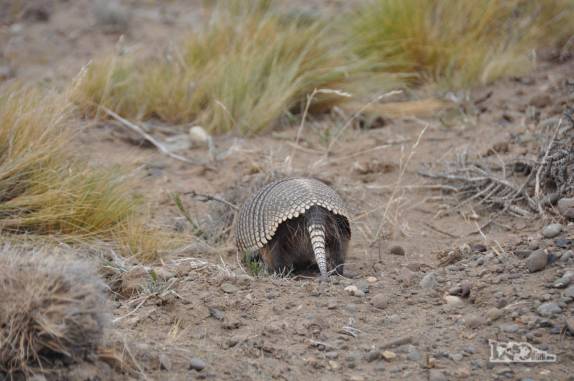 Encontro com um simpático tatu, no caminho para El Chaltén, na patagônia argentina